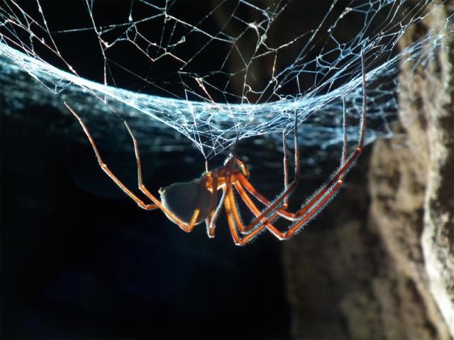Endemic Tasmanian cave spider *Hickmania troglodytes*